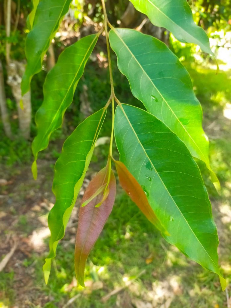 Close Up of Bagras Leaves