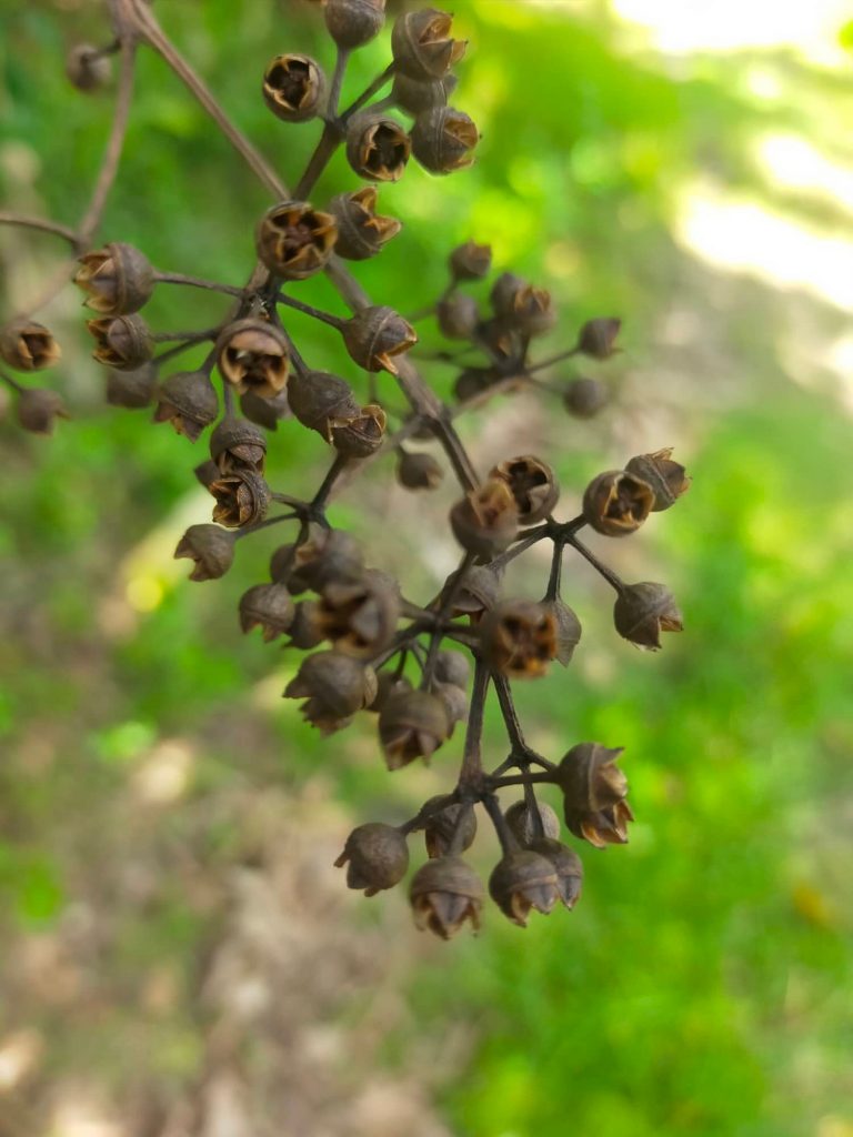 Mature Fruits