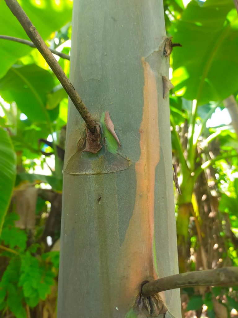 Close Up of a Trunk of a 2 yrs Old Bagras Tree